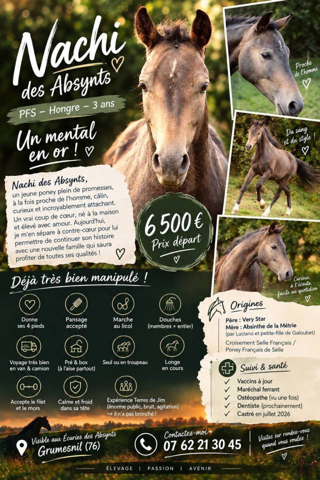Ruin Franse rijpony PFS Te koop 2023 Donker bruin / bai ,  Very star kerveyer