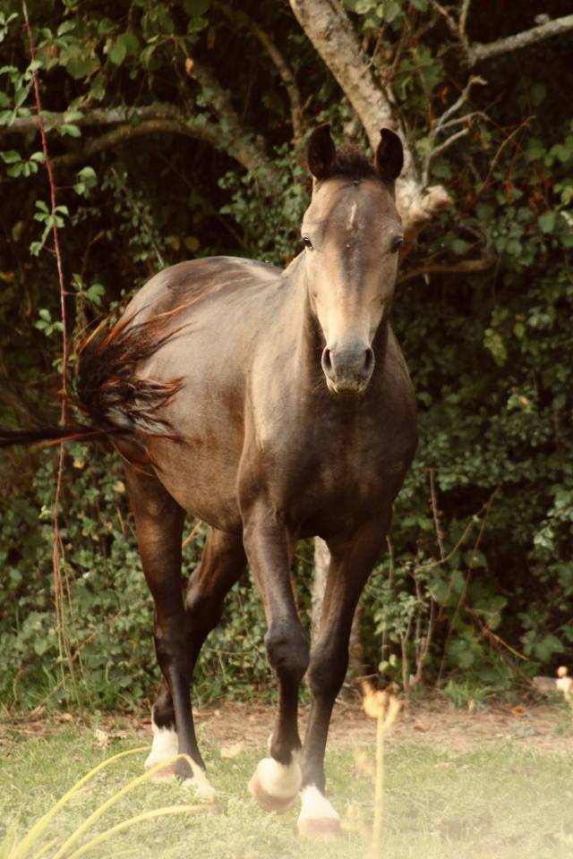 Ruin Franse rijpony PFS Te koop 2023 Donker bruin / bai ,  Very star kerveyer