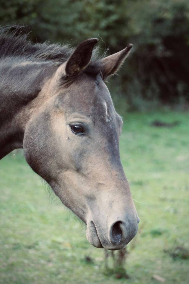 Ruin Franse rijpony PFS Te koop 2023 Donker bruin / bai ,  Very star kerveyer