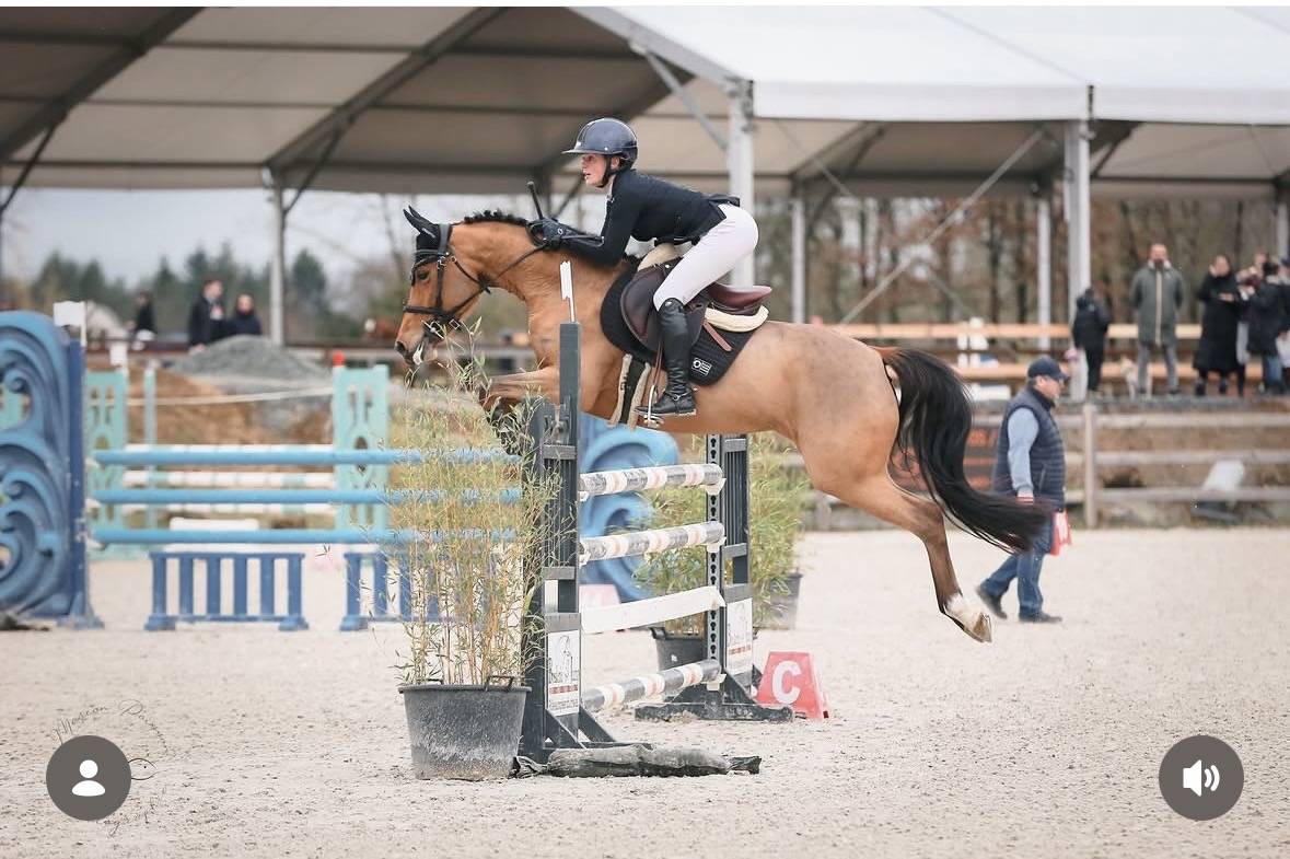 Merrie Duitse rijpony  Te koop 2019 Donker bruin / bai ,  Kantje&rsquo;s Carlando