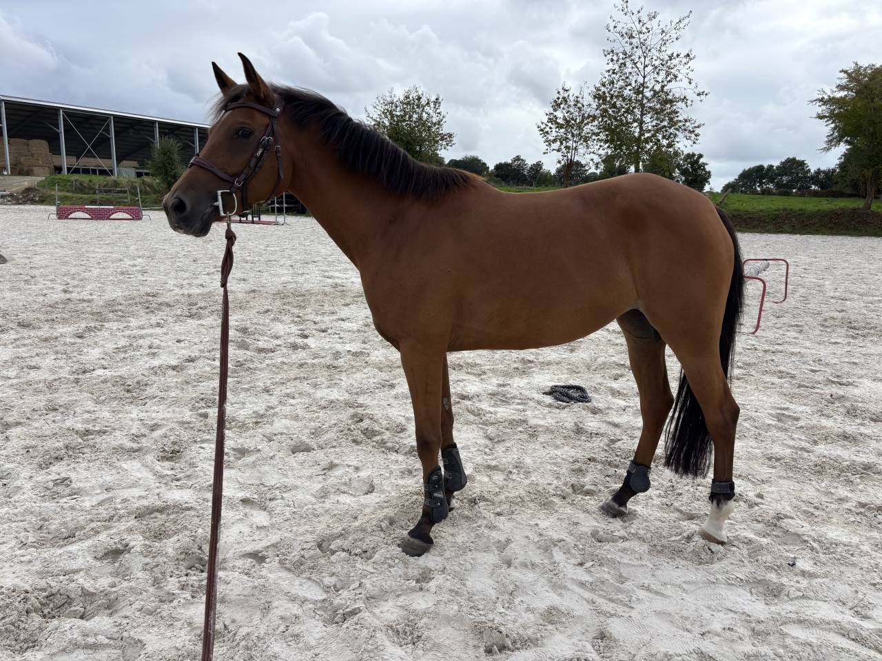 Merrie Duitse rijpony  Te koop 2019 Donker bruin / bai ,  Kantje&rsquo;s Carlando