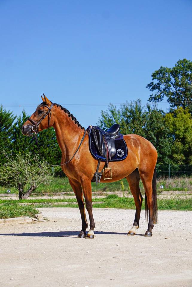 Merrie Lusitano Te koop 2022 Donker bruin / bai ,  Eldorado da broa mv
