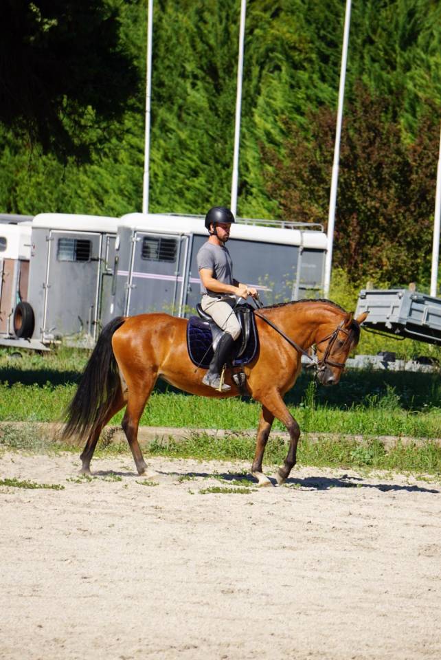 Merrie Lusitano Te koop 2022 Donker bruin / bai ,  Eldorado da broa mv