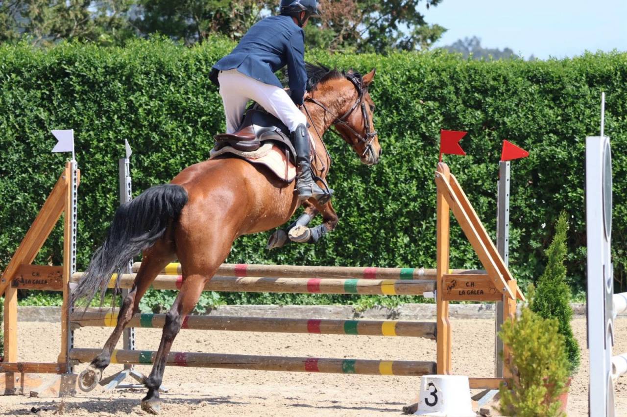 Merrie Andere pony rassen Te koop 2020 Overige kleuren