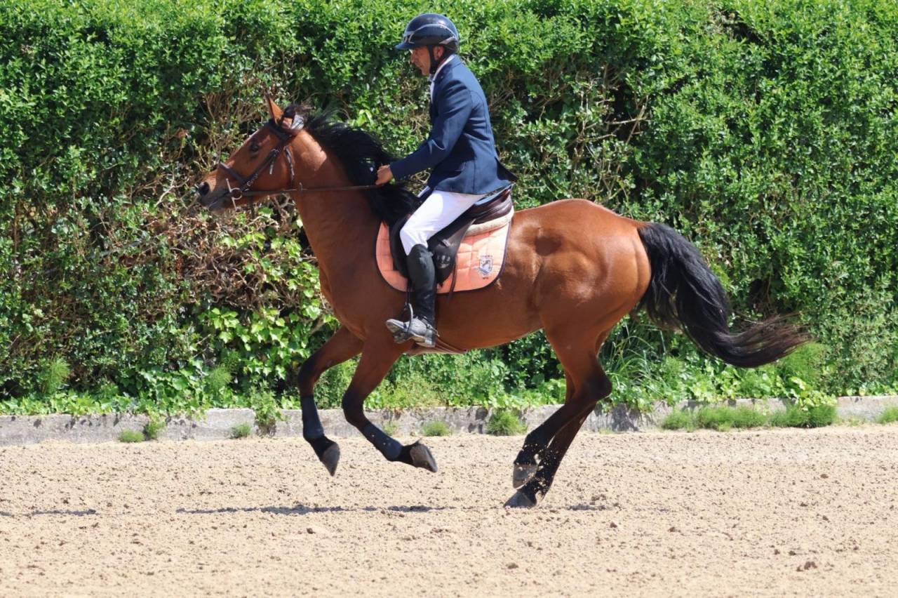 Merrie Andere pony rassen Te koop 2020 Overige kleuren