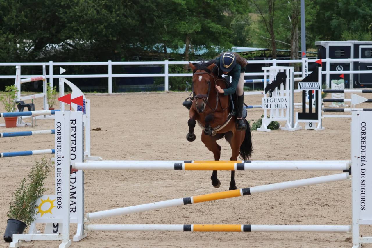 Merrie Andere pony rassen Te koop 2020 Overige kleuren