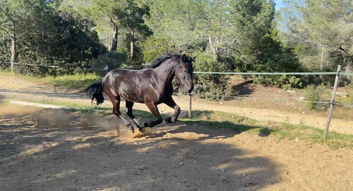 Ruin Bekend ras Te koop 2019 Zwart ,  country man du vallon ph