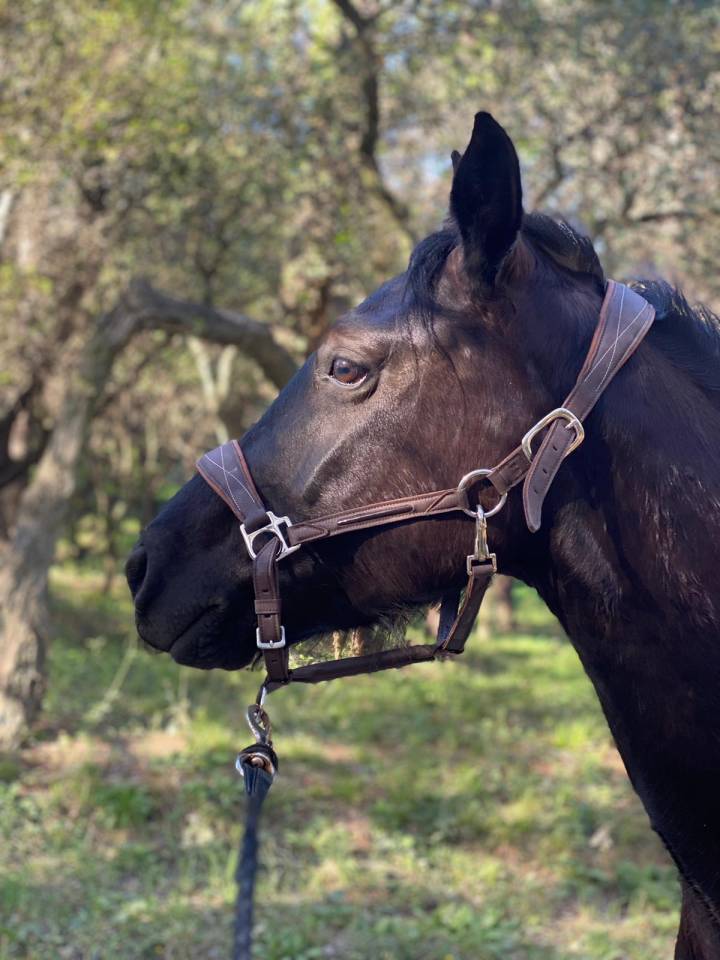 Ruin Bekend ras Te koop 2019 Zwart ,  country man du vallon ph
