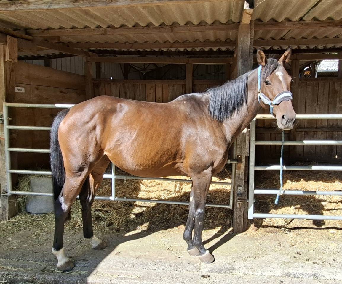 Merrie Anglo-Arabier Te koop 2020 Donker bruin / bai ,  carghesse des landes