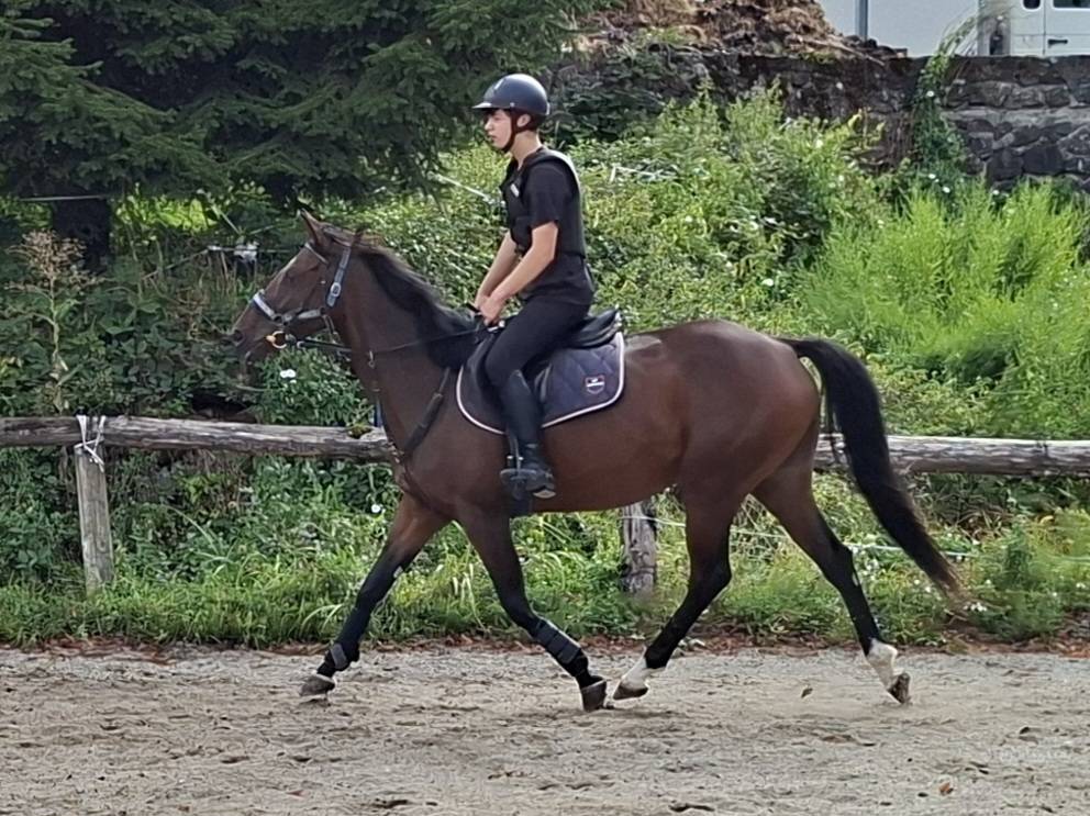 Merrie Anglo-Arabier Te koop 2020 Donker bruin / bai ,  carghesse des landes