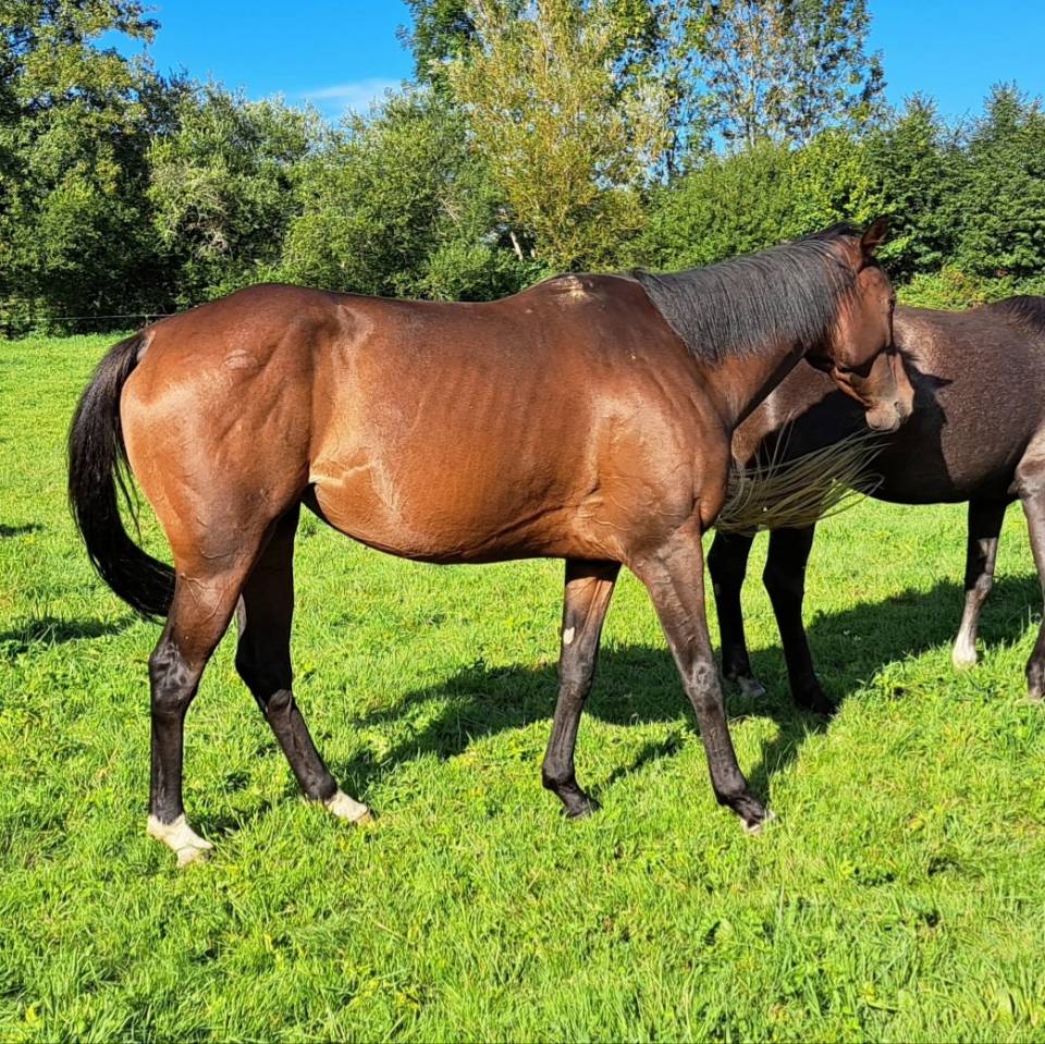 Merrie Anglo-Arabier Te koop 2020 Donker bruin / bai ,  carghesse des landes