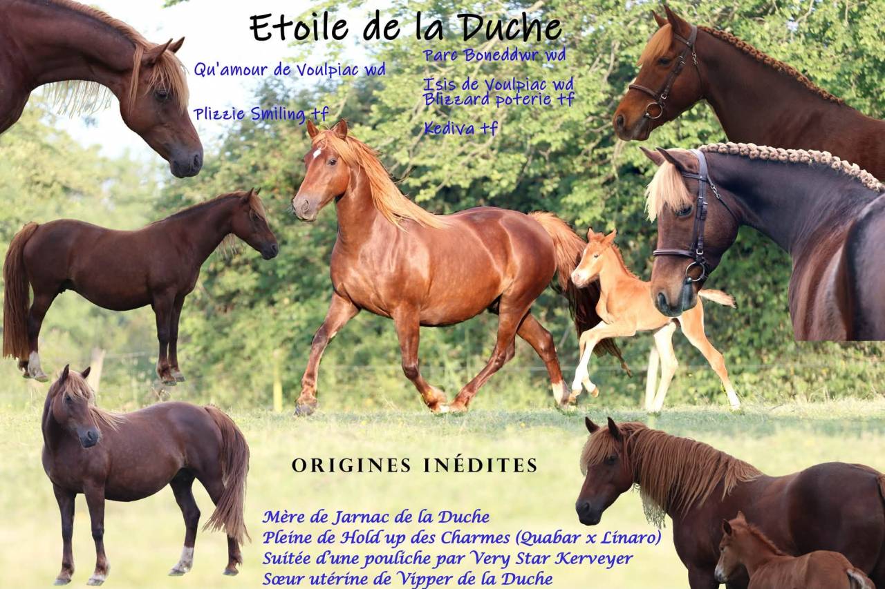 Veulen (vr) Franse rijpony PFS Te koop 2025 Vos ,  Very star kerveyer