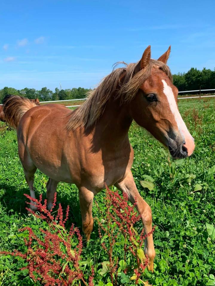 Veulen (vr) Franse rijpony PFS Te koop 2025 Vos ,  Very star kerveyer