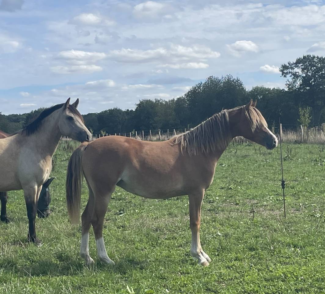 Veulen (vr) Franse rijpony PFS Te koop 2025 Vos ,  Very star kerveyer