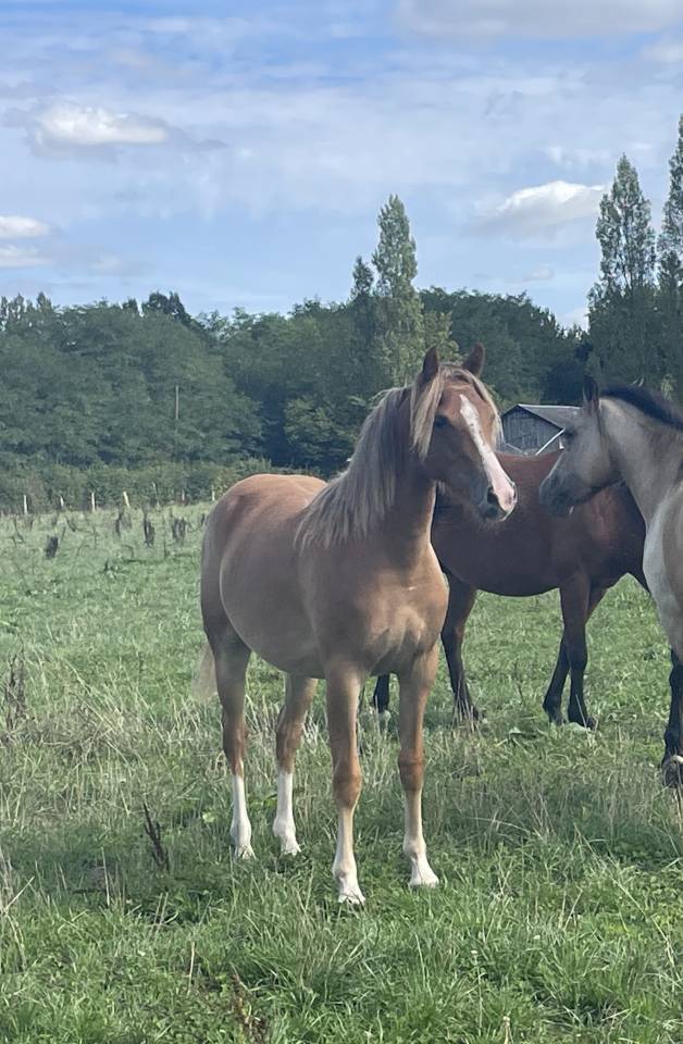 Veulen (vr) Franse rijpony PFS Te koop 2025 Vos ,  Very star kerveyer