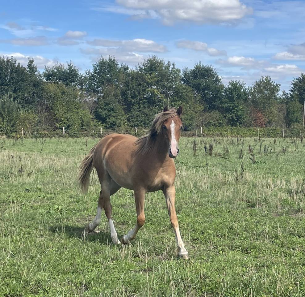 Veulen (vr) Franse rijpony PFS Te koop 2025 Vos ,  Very star kerveyer