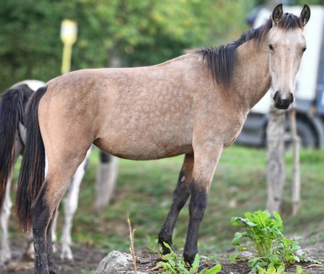 Merrie Lusitano Te koop 2025 Isabel