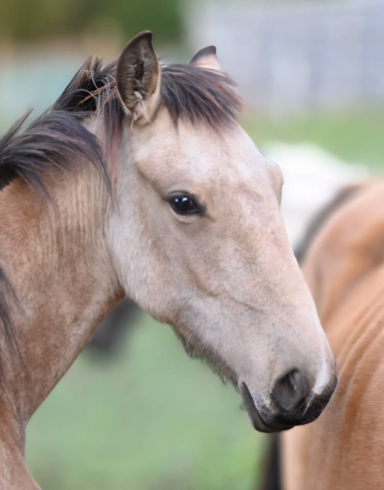 Merrie Lusitano Te koop 2025 Isabel