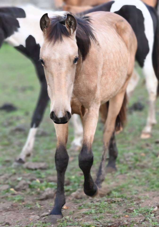Merrie Lusitano Te koop 2025 Isabel