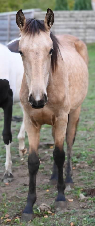 Merrie Lusitano Te koop 2025 Isabel