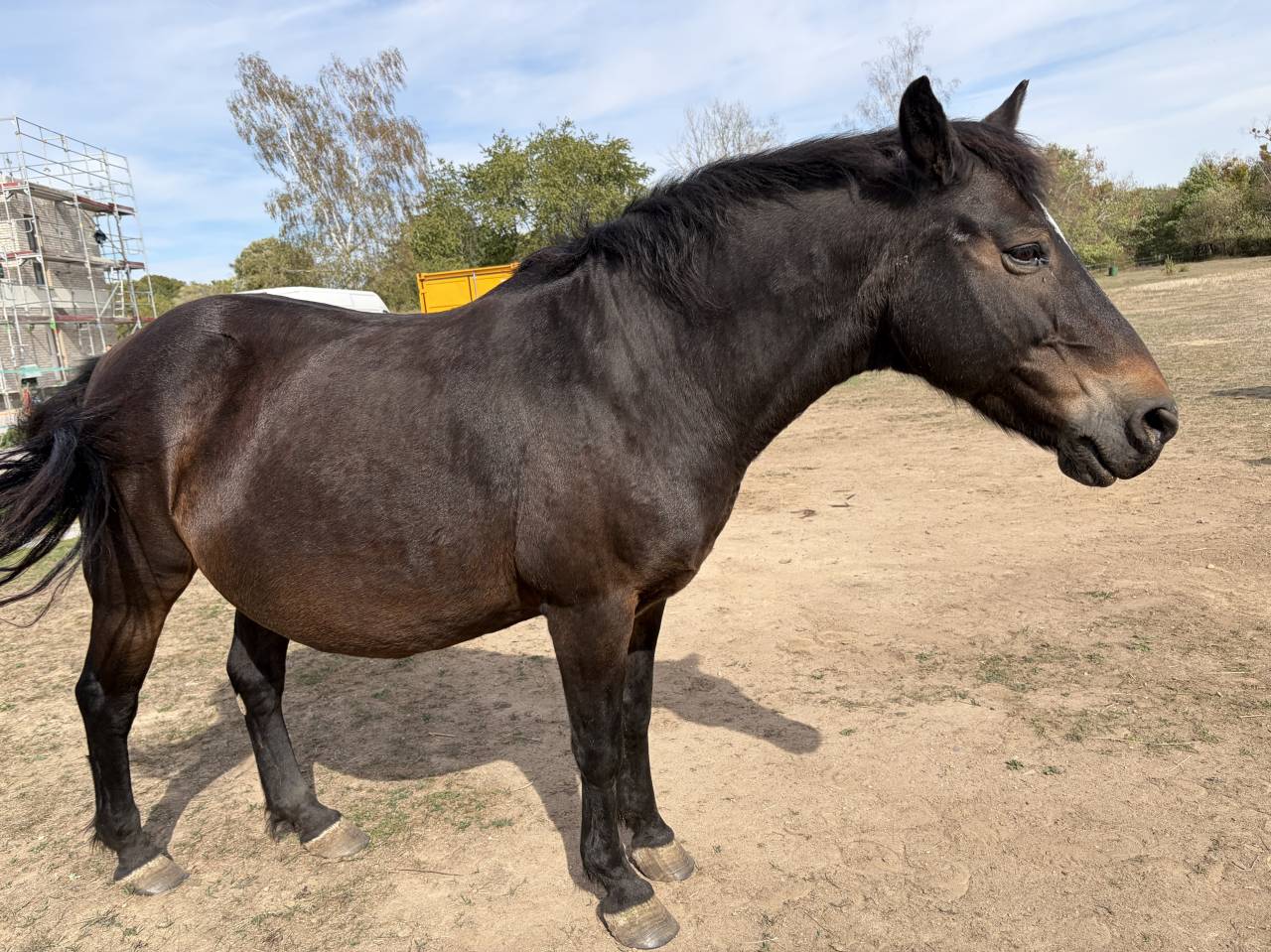 Draagmerrie New Forest Te koop 2003 Bruin / Bai ,  RIMBO