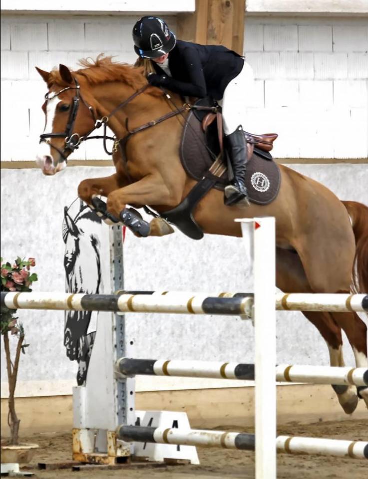 Merrie Franse rijpony PFS Te koop 2014 Vos