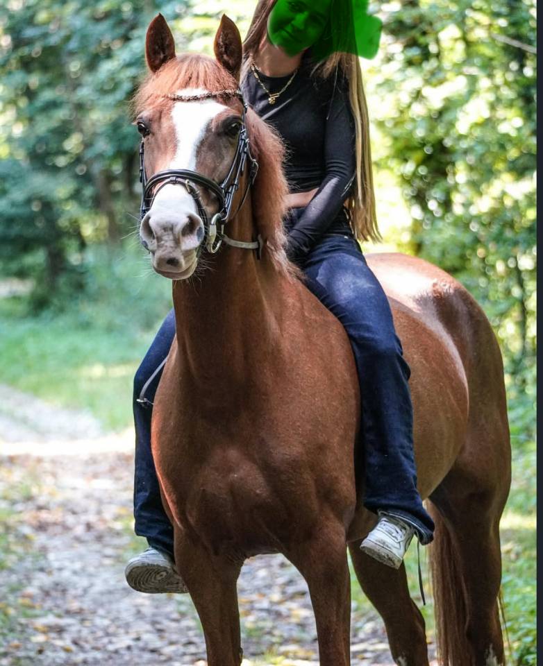 Merrie Franse rijpony PFS Te koop 2014 Vos