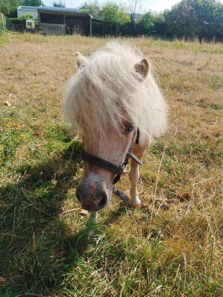 Veulen (vr) Shetland Te koop 2025 Bont