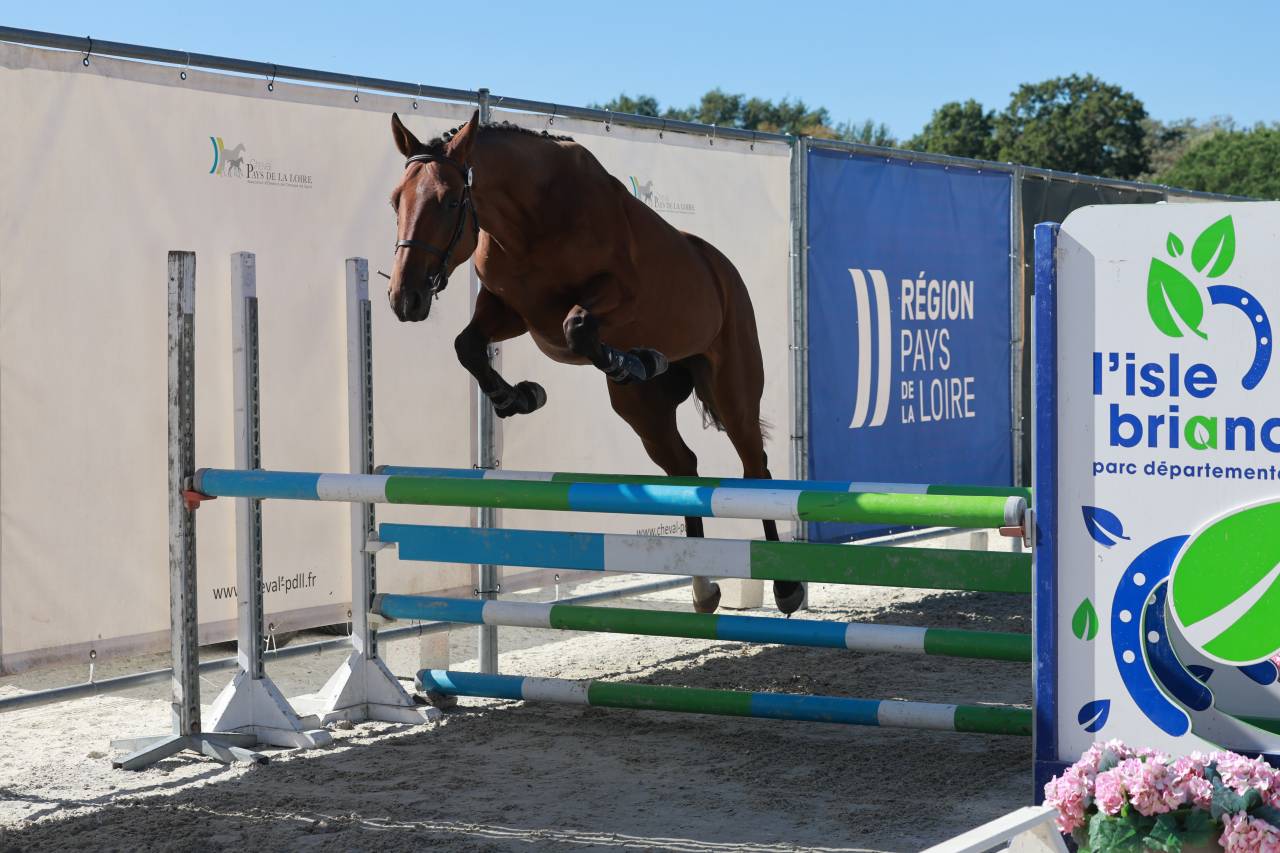 Ruin Selle Fran&ccedil;ais Te koop 2023 Donker bruin / bai ,  Prestige Kalone