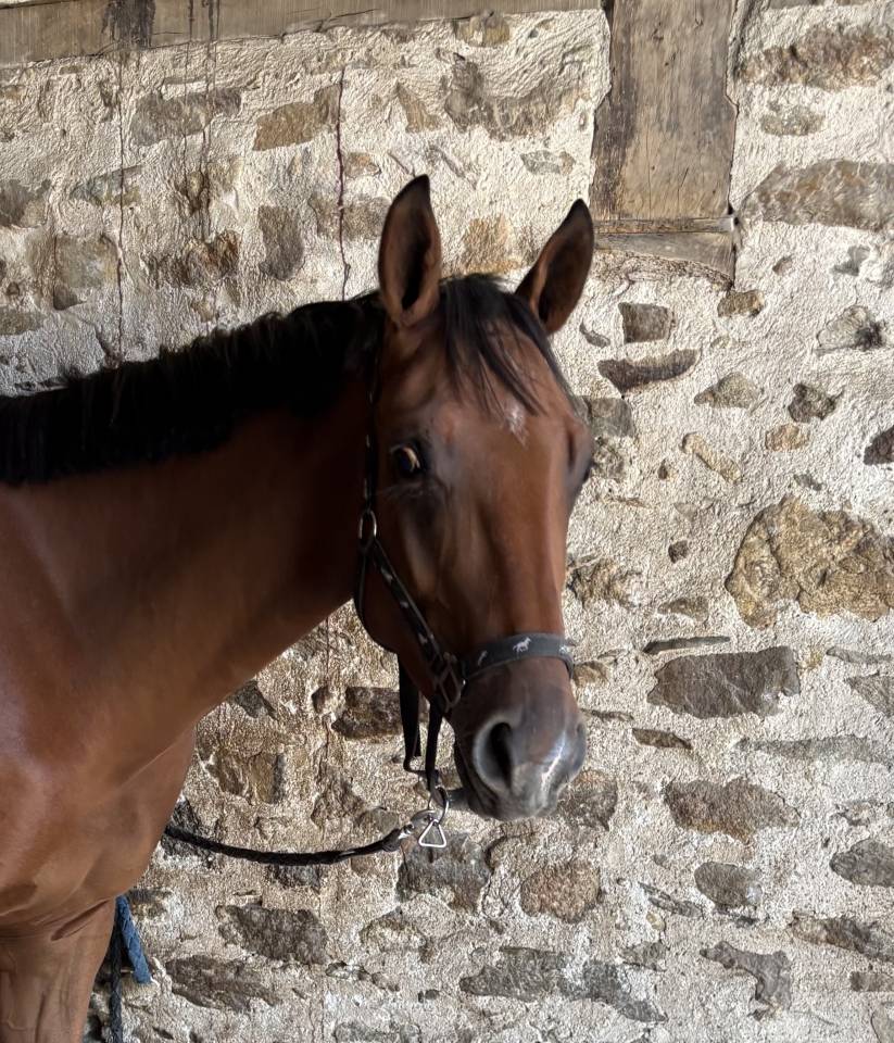 Ruin Selle Fran&ccedil;ais Te koop 2023 Donker bruin / bai ,  Prestige Kalone