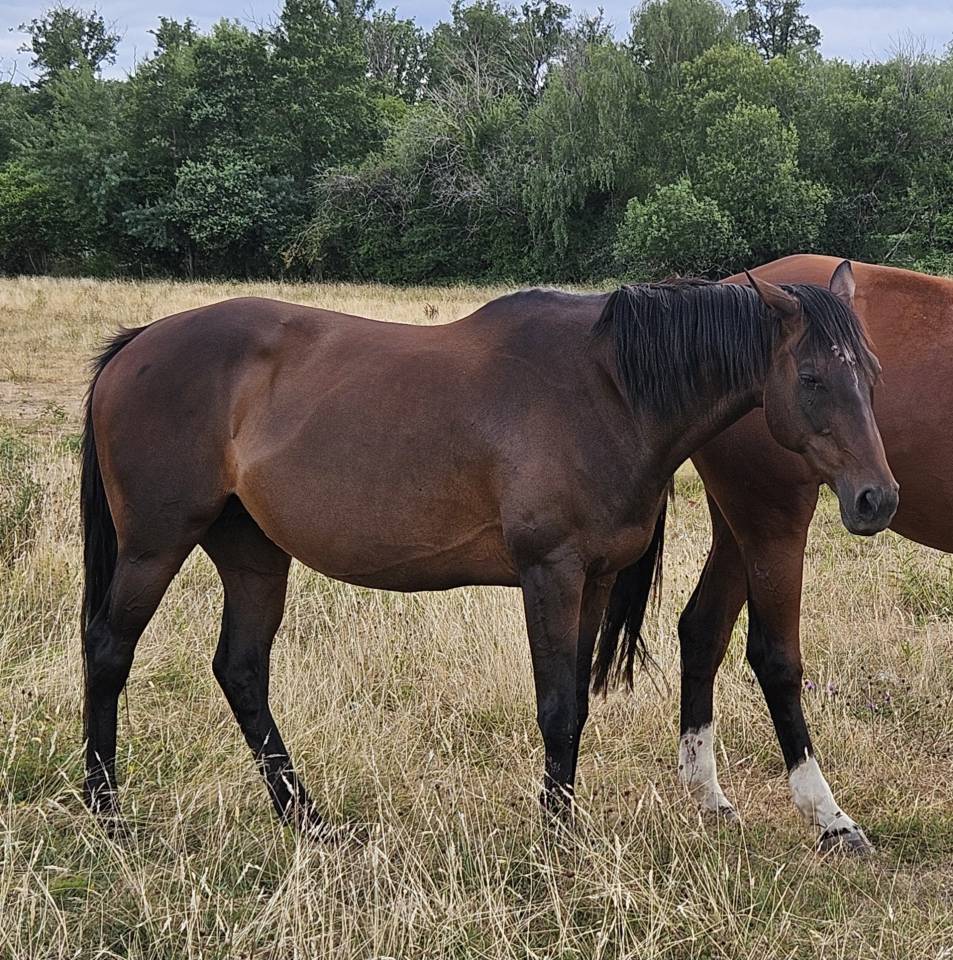 Draagmerrie Volbloed Te koop 2010 Bruin / Bai