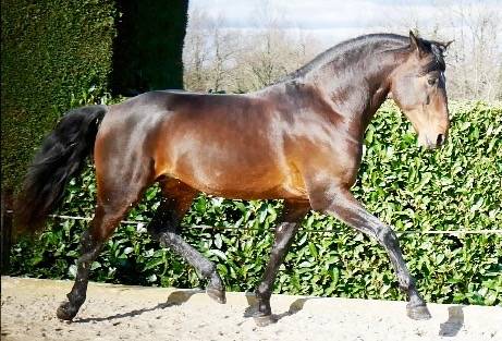 Ruin Lusitano Te koop 2015 Donker bruin / bai ,  SOLERA