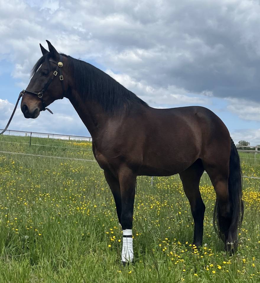 Ruin Lusitano Te koop 2015 Donker bruin / bai ,  SOLERA