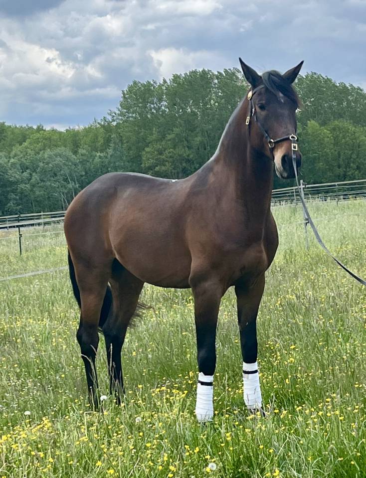 Ruin Lusitano Te koop 2015 Donker bruin / bai ,  SOLERA
