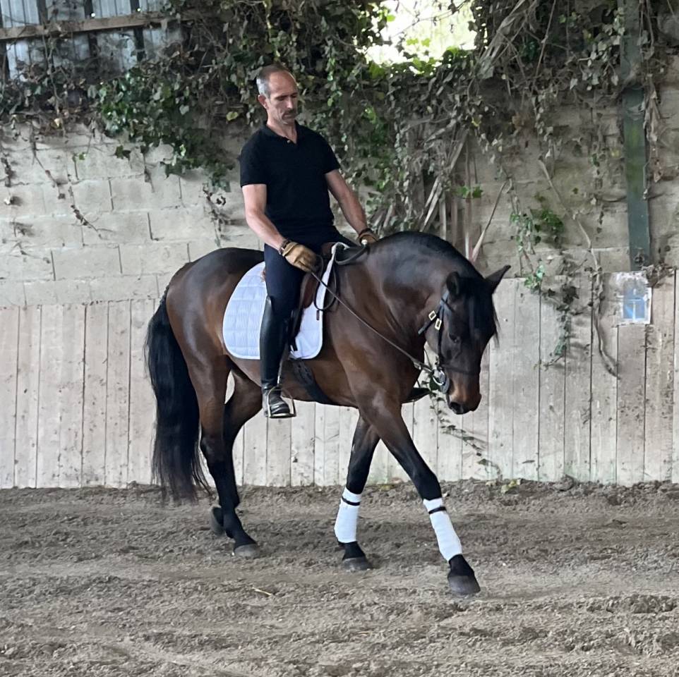 Ruin Lusitano Te koop 2015 Donker bruin / bai ,  SOLERA