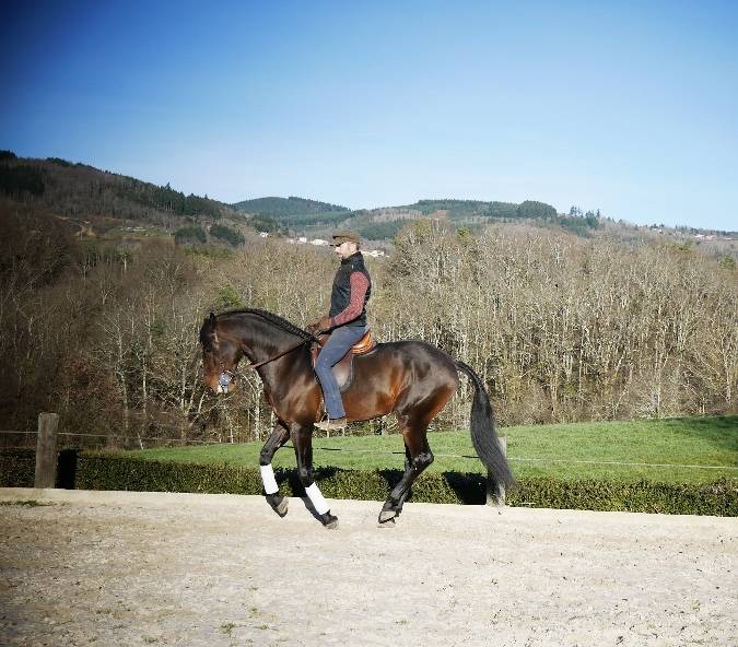 Ruin Lusitano Te koop 2015 Donker bruin / bai ,  SOLERA