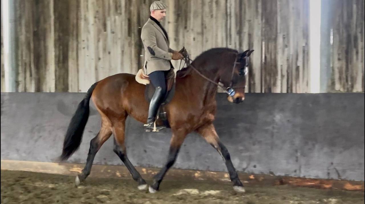 Ruin Lusitano Te koop 2015 Donker bruin / bai ,  SOLERA