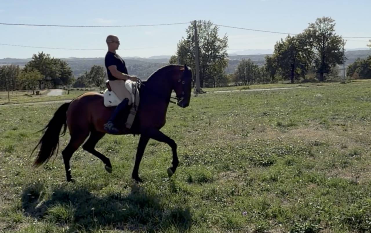 Ruin Lusitano Te koop 2015 Donker bruin / bai ,  SOLERA