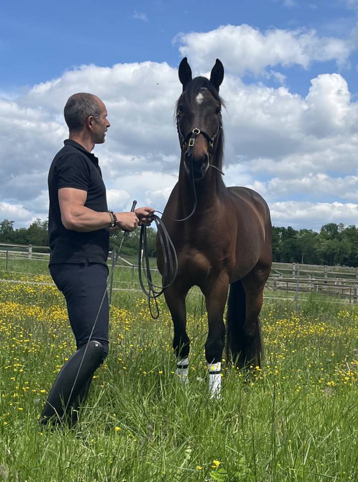 Ruin Lusitano Te koop 2015 Donker bruin / bai ,  SOLERA