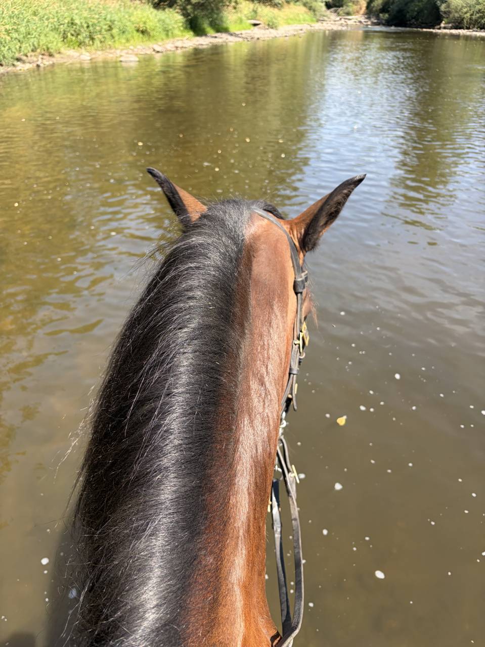 Ruin Lusitano Te koop 2015 Donker bruin / bai ,  SOLERA