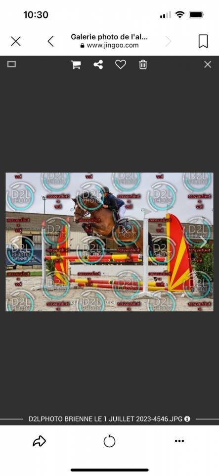 Ruin Franse rijpony PFS Te koop 2019 Donker bruin / bai