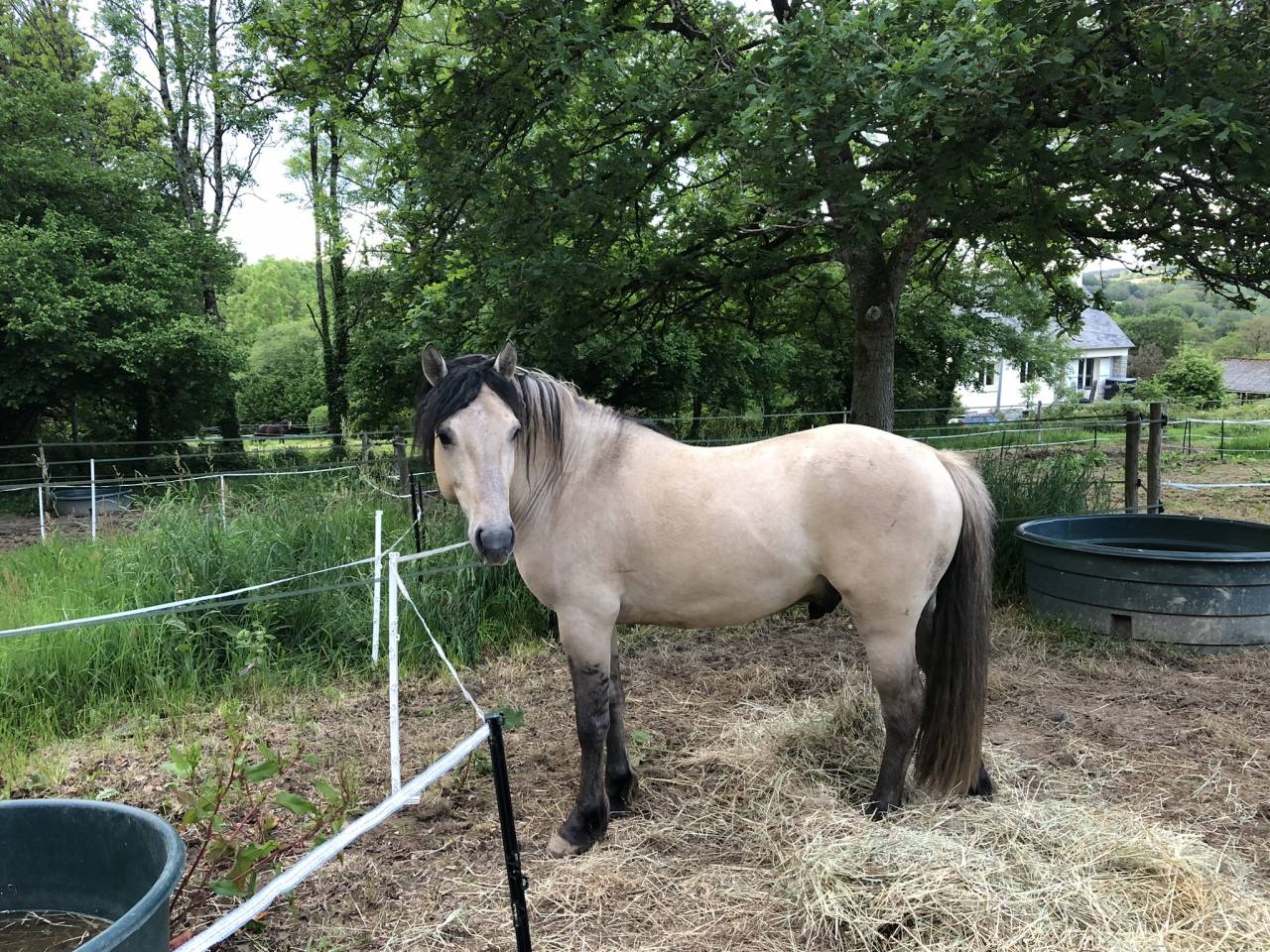 Veulen (ml) Welsh Partbred Te koop 2026 Wildkleur ,  Nozkan Gwazhell