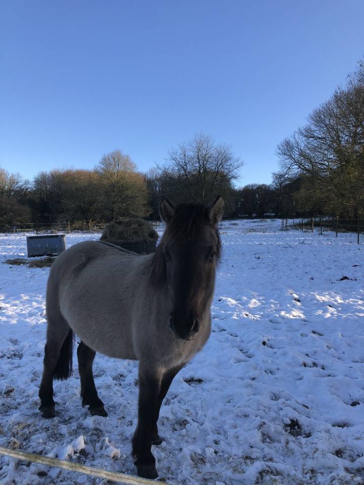 Veulen (ml) Welsh Partbred Te koop 2026 Wildkleur ,  Nozkan Gwazhell