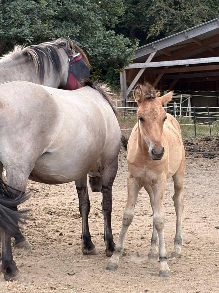 Veulen (ml) Welsh Partbred Te koop 2026 Wildkleur ,  Nozkan Gwazhell