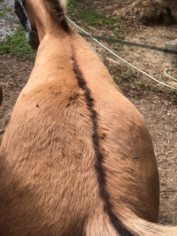 Veulen (ml) Welsh Partbred Te koop 2026 Wildkleur ,  Nozkan Gwazhell