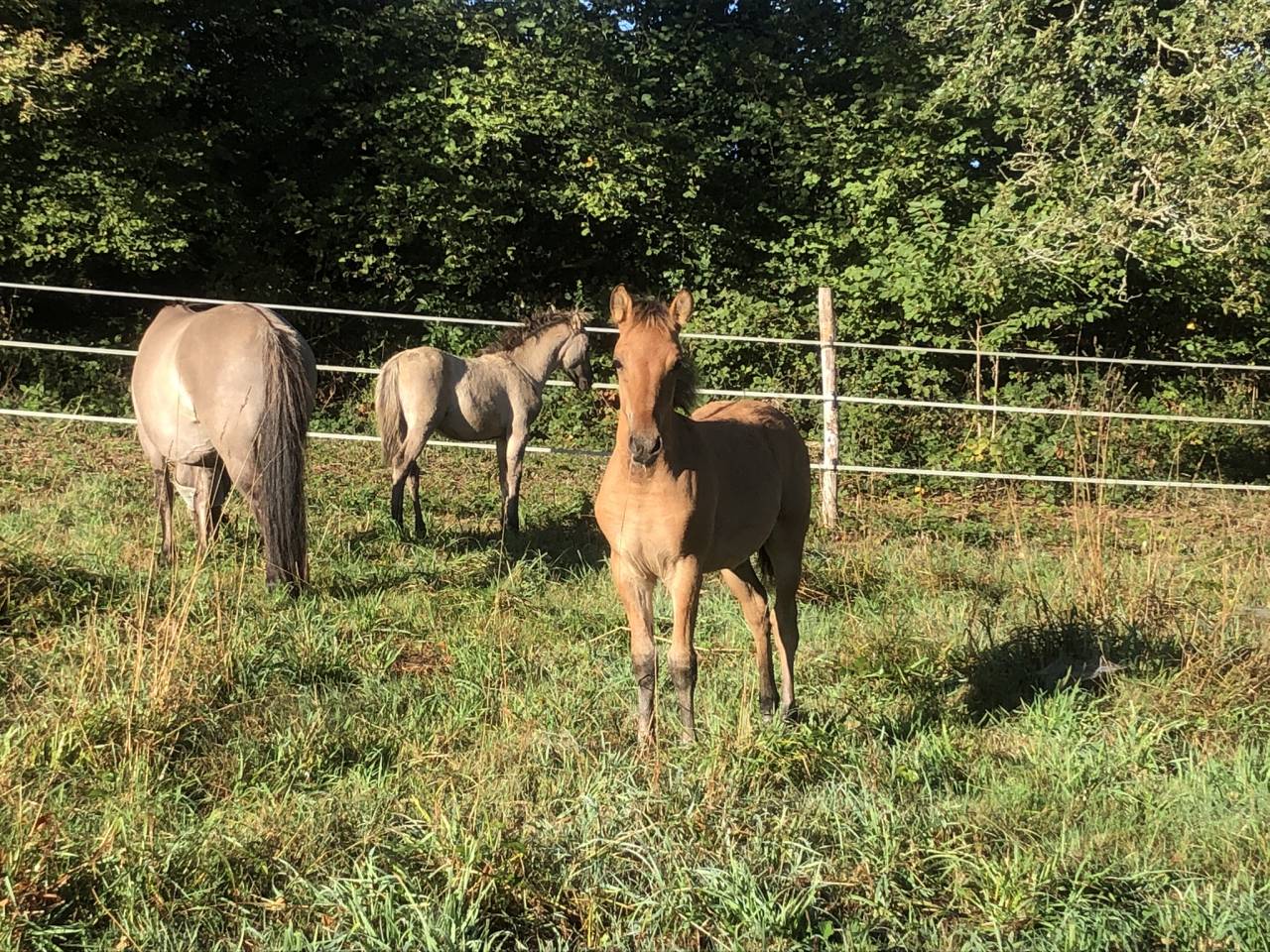 Veulen (ml) Welsh Partbred Te koop 2026 Wildkleur ,  Nozkan Gwazhell