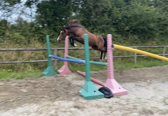 Veulen (vr) Andere pony rassen Te koop 2025 Wildkleur ,  Euro Sometime