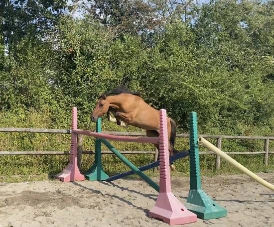 Veulen (vr) Andere pony rassen Te koop 2025 Wildkleur ,  Euro Sometime