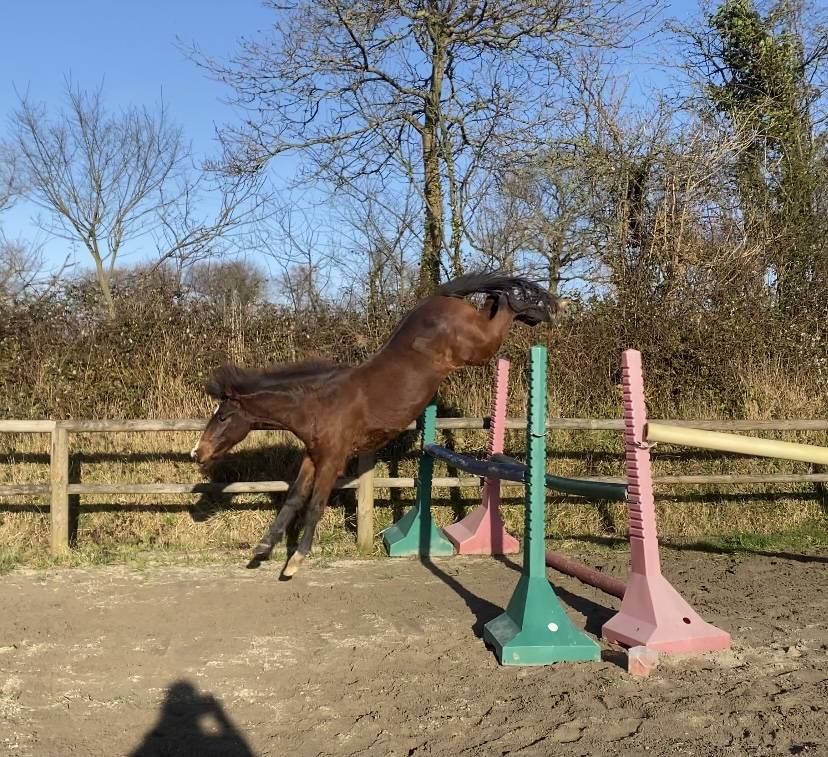 Veulen (vr) Andere pony rassen Te koop 2025 Wildkleur ,  Euro Sometime