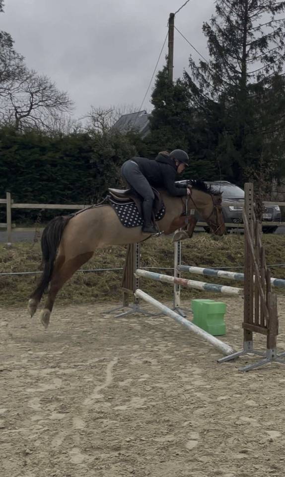 Veulen (vr) Andere pony rassen Te koop 2025 Wildkleur ,  Euro Sometime